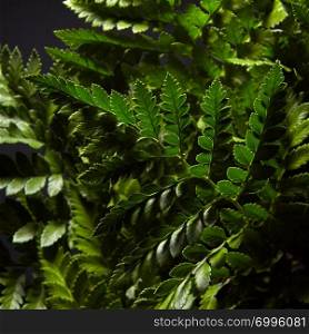 Closeup of green petals and branches of a fern around a dark background. Foliage layout for your ideas. Closeup of fresh green bush ferns around dark background. Natural layout
