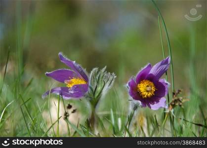 Closeup of hairy purple pasque flowers in a low angle image