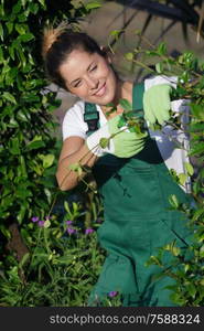 closeup of hand of woman gardener trimming fresh rosemary