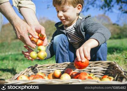 Closeup of happy cute kid and senior man hands putting fresh organic apples in wicker basket with fruit harvest. Focus on man hands. . Kid and senior man hands putting apples in basket