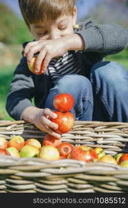 Closeup of happy cute kid playing with fresh organic apples over wicker basket with fruit harvest. Nature and childhood concept. . Happy kid playing with apples over wicker basket