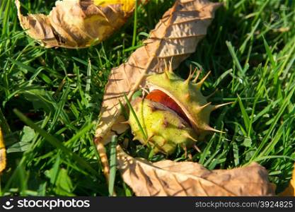 Closeup of horse chestnut in broken shell . Autumn scene with closeup of horse chestnut in broken shell on grass