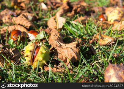 Closeup of horse chestnut in broken shell . Autumn scene with closeup of horse chestnut in broken shell on grass