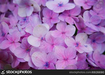 Closeup of Hortensia flower, Hydrangea macrophylla flower background