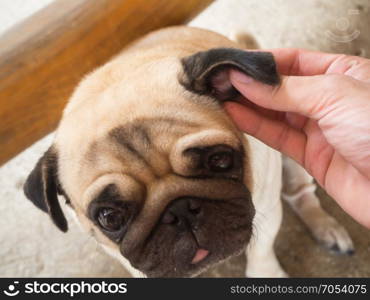 Closeup of human use hands to remove dog adult tick from the fur