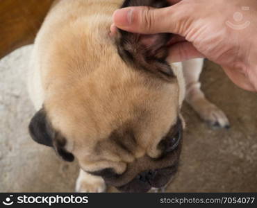 Closeup of human use hands to remove dog adult tick from the fur