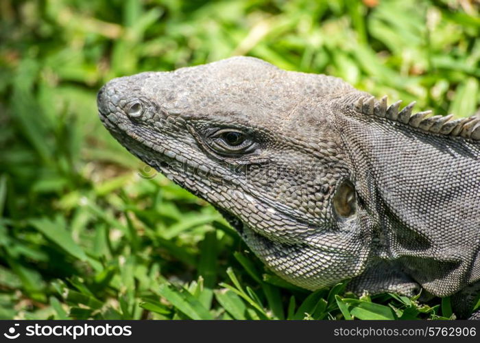 Closeup of iguana