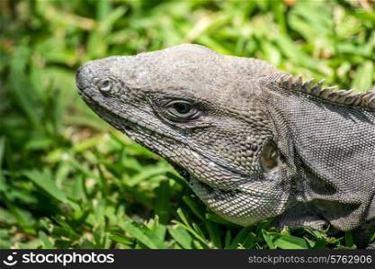 Closeup of iguana