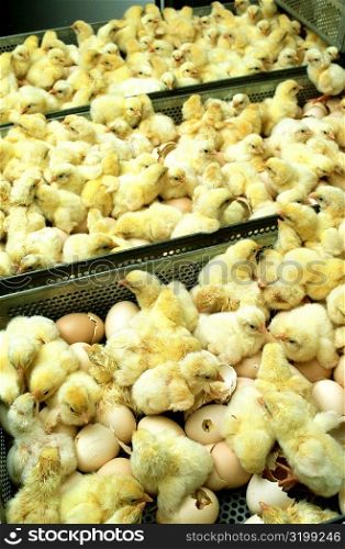 Closeup of just hatched chicks in hatchery at Halifax, N Carolina
