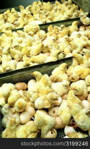 Closeup of just hatched chicks in hatchery at Halifax, N Carolina