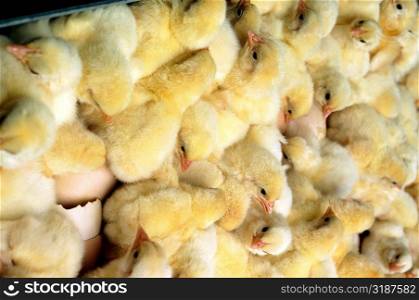 Closeup of just hatched chicks in hatchery at Halifax, North Carolina