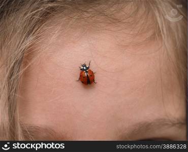 Closeup of ladybird bug on forehead walking towards hair