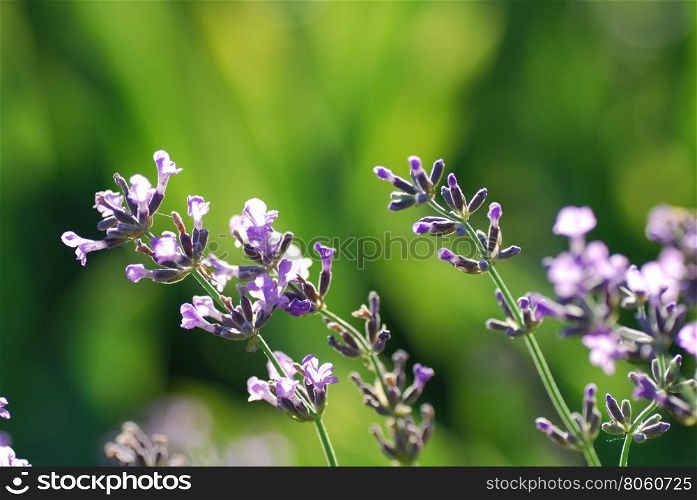 Closeup of lavender flowers by a soft green background