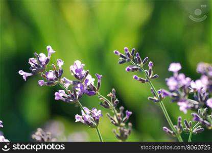 Closeup of lavender flowers by a soft green background
