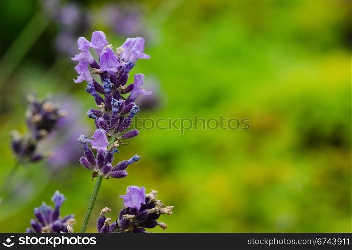Closeup of lavender flowers. Closeup of lavender flowers, Lavandula angustifolia, in front of green background