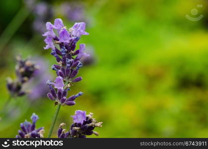 Closeup of lavender flowers. Closeup of lavender flowers, Lavandula angustifolia, in front of green background