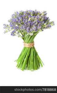 Closeup of lavender flowers over white background