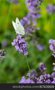 Closeup of lavender flowers with butterfly. Closeup of lavender flowers, Lavandula angustifolia,with a Large White, Pieris brassicae butterfly