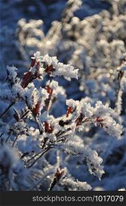 Closeup of leatherleaf with beautiful copper red leaves covered by shiny frost crystals and snow on sunny winter day
