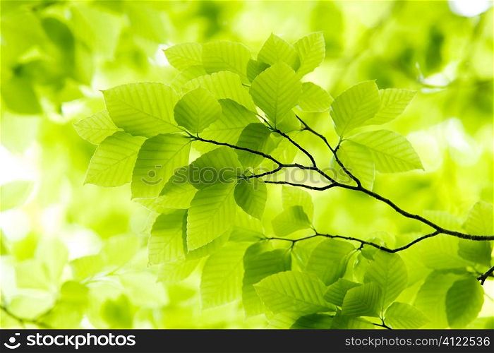 Closeup of leaves
