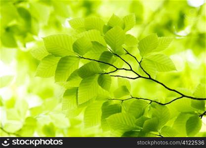Closeup of leaves