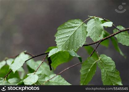 Closeup of leaves, Hecla Grindstone Provincial Park, Manitoba, Canada