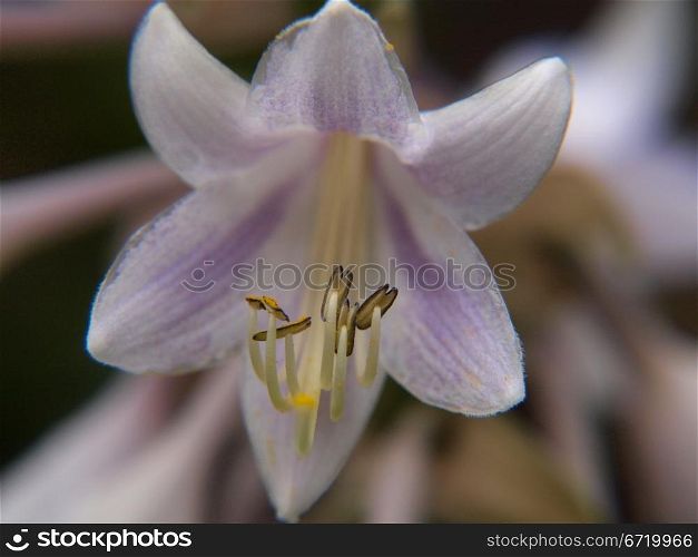 Closeup of lily flower, isolated towards other lilies