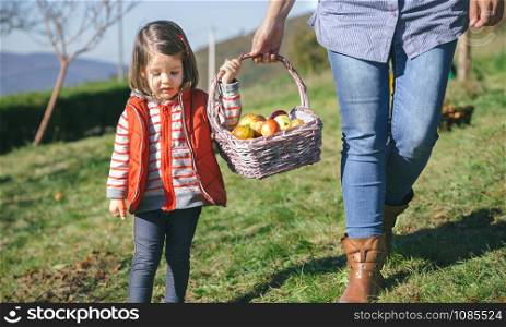 Closeup of little girl woman carrying a wicker basket with fresh organic apples. Healthy food and harvest time concept.. Little girl and woman carrying basket with apples