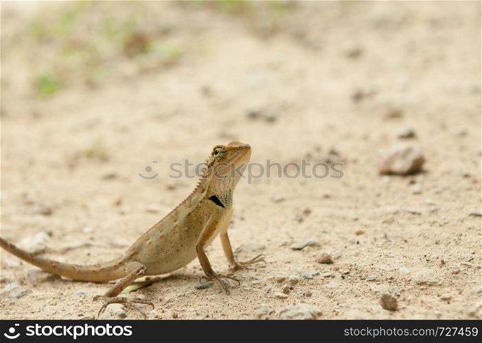 closeup of lizard in the forest