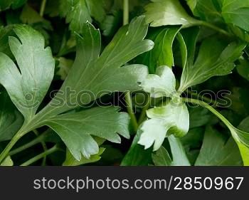 Closeup of lots of tasty parsley