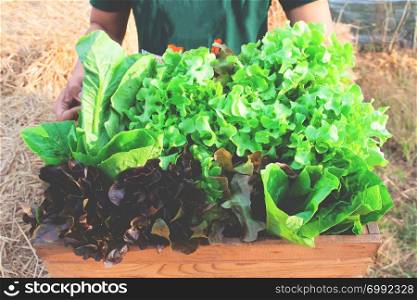 Closeup of man hands holding a large wooden crate full of raw freshly harvested salad vegetables