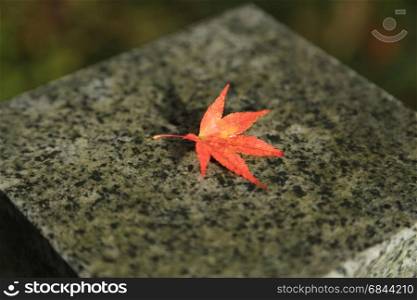 Closeup of maple leaf in autumn on marble stone plate