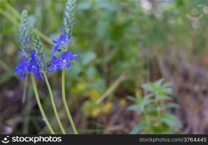Closeup of meadow blue flowers. Wildflower in forest. Beauty in nature.