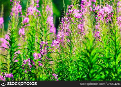 Closeup of meadow violet flowers. Wildflower in forest. Beauty in nature.