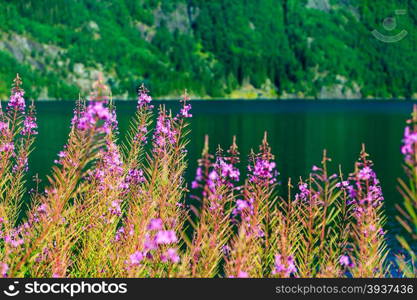 Closeup of meadow violet flowers. Wildflower on lake shore. Beauty in nature.