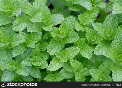 Closeup of mint leaves