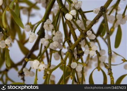 Closeup of mistletoe branch on white background