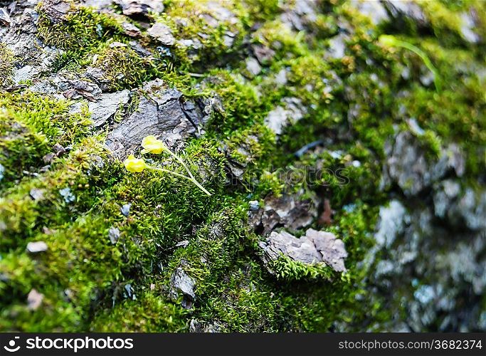 Closeup of moss on a tree trunk