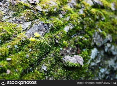 Closeup of moss on a tree trunk