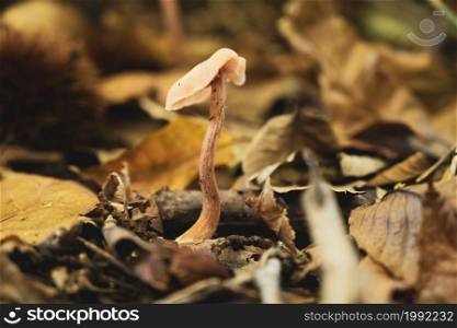 Closeup of mushroom in the forest floor.