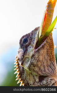 Closeup of native chameleon eating grasshopper on a tree