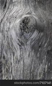 Closeup of old grey wooden log with knot