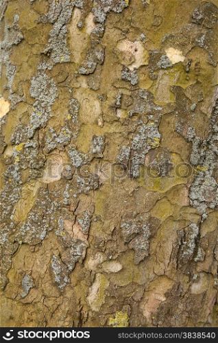 closeup of old plane tree trunk with moss