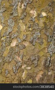 closeup of old plane tree trunk with moss
