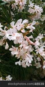 Closeup of Oleander bush with beautiful flowers