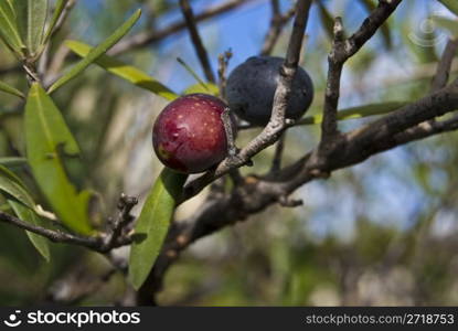 closeup of olives hanging on an olive tree
