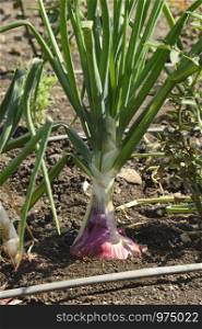 Closeup of onion plant near Pune, Maharashtra