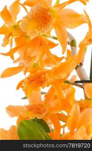 Closeup of orange dendrobium flower on white background.