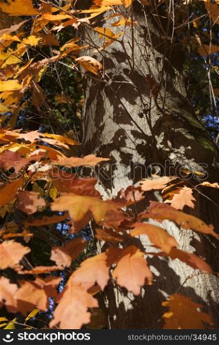 closeup of orange oak leaves and shadows on trunk in the fall