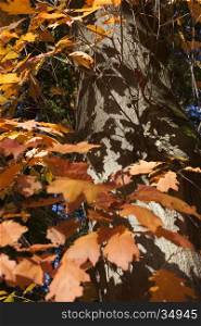 closeup of orange oak leaves and shadows on trunk in the fall